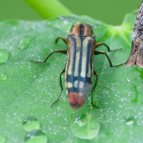 Agrilus catherinae (Agrilus catherinae)