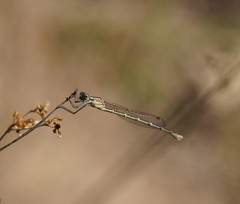 Austrolestes aridus
