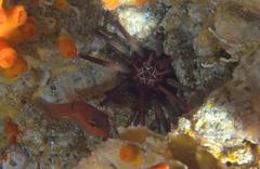 Eucidaris thouarsii