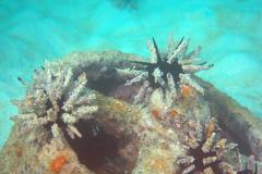 Eucidaris galapagensis