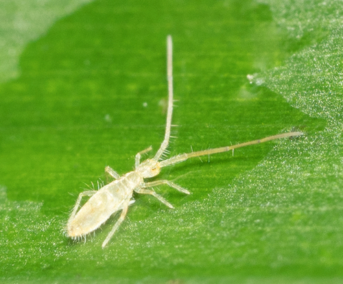 Entomobryomorpha nuotrauka