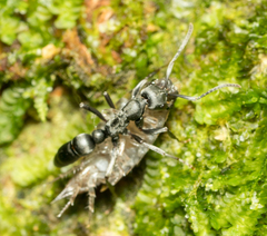 Leptogenys falcigera