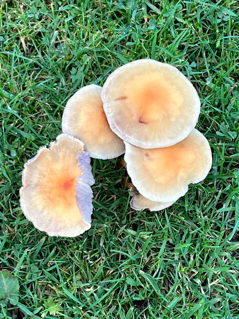 Hypholoma fasciculare · November 2025 · photo: © kitkat22 (iNaturalist, cc-by)