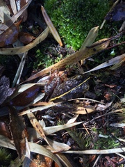 Eupsophus emiliopugini