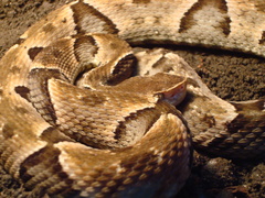 Bothrops moojeni