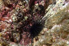 Centrostephanus coronatus