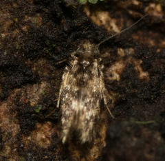 Lepidopsocidae