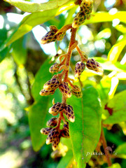 Decaneuropsis gratiosa