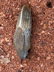 Urocyclidae
