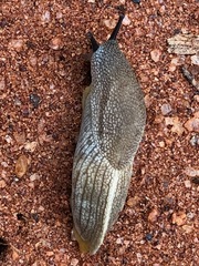 Urocyclidae