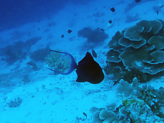 Red-tooth Triggerfish