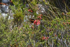 Aeropetes tulbaghia