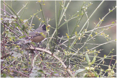 Saltator aurantiirostris