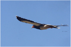 Daptrius megalopterus