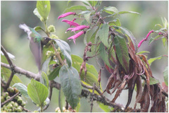 Lafresnaya lafresnayi