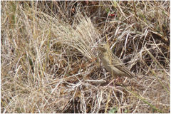Anthus bogotensis