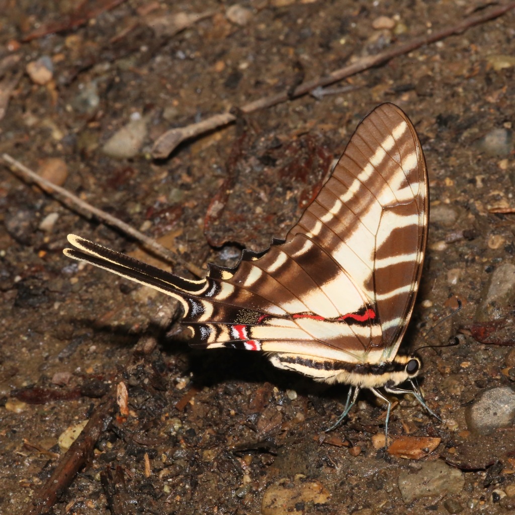 Dark Zebra Swallowtail