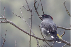 Ampelion rubrocristatus