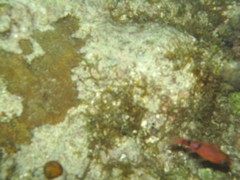 Apogon townsendi