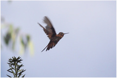 Aglaeactis cupripennis