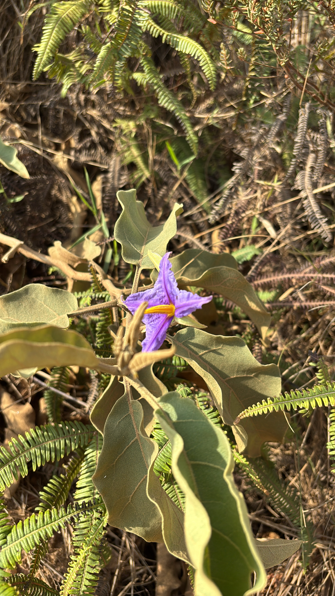 Solanum lycocarpum