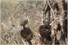 Asthenes humilis
