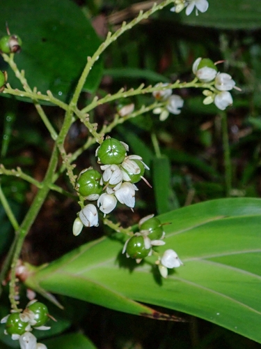 Xiphidium caeruleum
