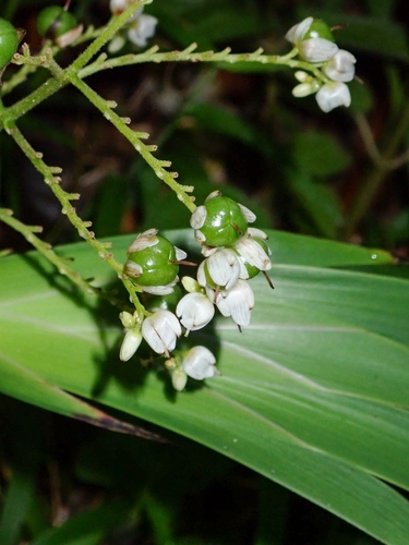 Xiphidium caeruleum