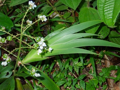 Xiphidium caeruleum