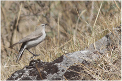 Muscisaxicola rufivertex