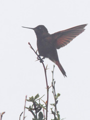 Aglaeactis castelnaudii