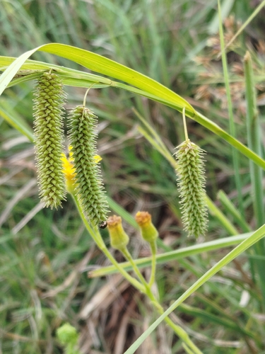 Carex polysticha