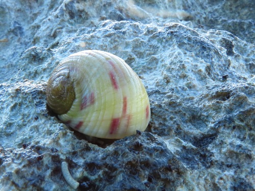 Bleeding Tooth Nerite