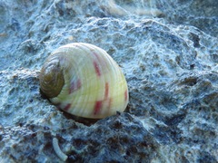 Nerita peloronta