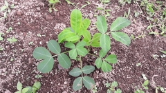 Arachis hypogaea