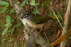 Myiothlypis rivularis