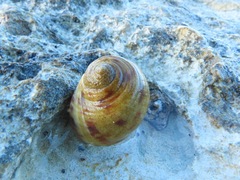 Nerita peloronta