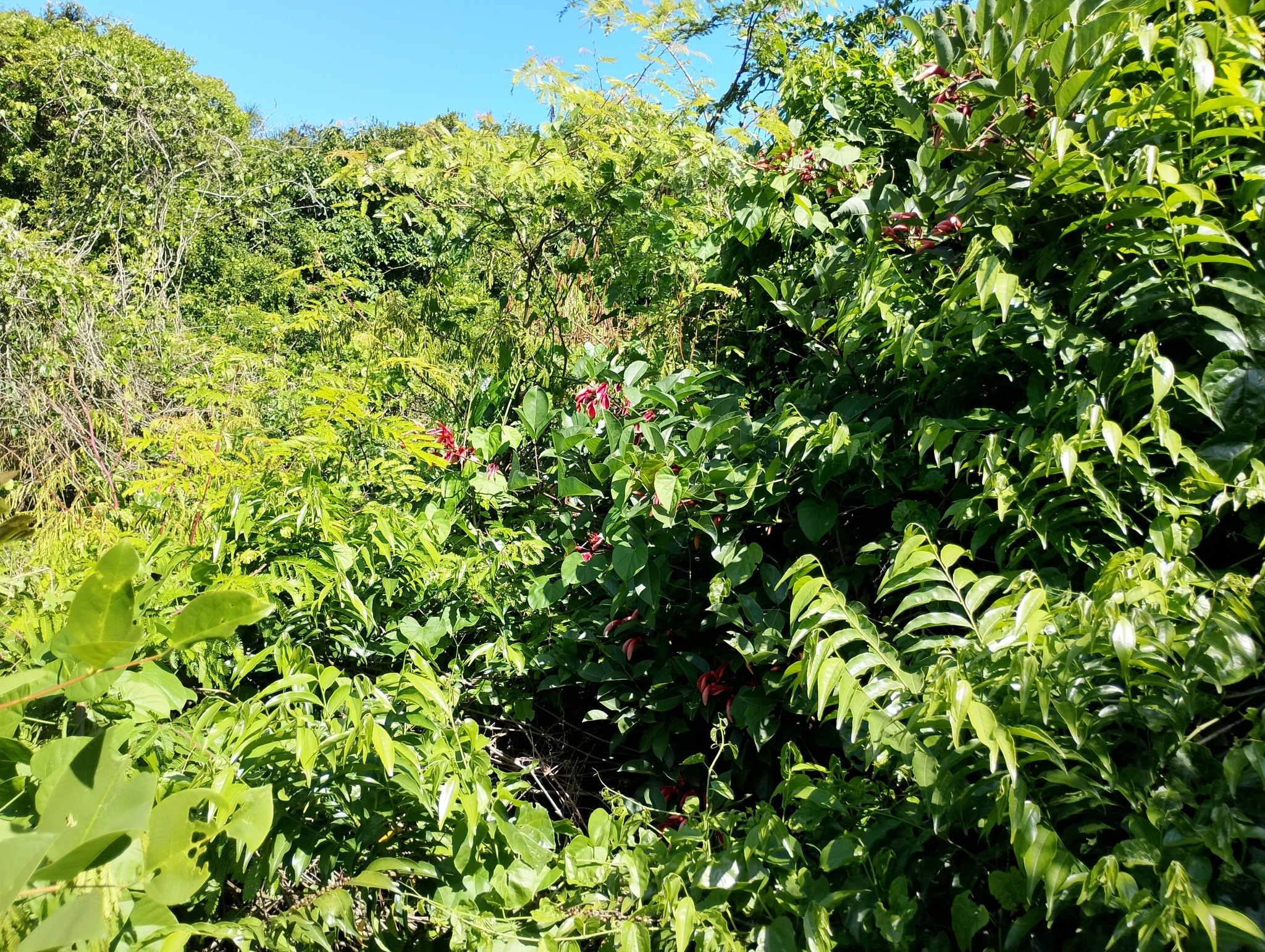 Erythrina crista-galli