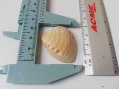 Hysteroconcha lupanaria