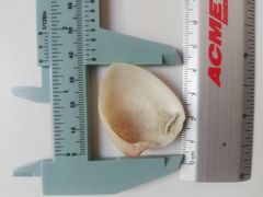 Hysteroconcha lupanaria