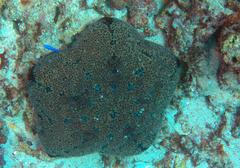 Culcita novaeguineae