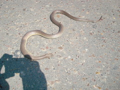 Paraphimophis rusticus