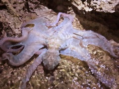 Octopus briareus