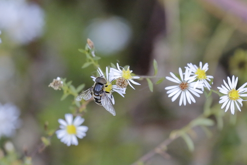 Unknown species found near Cary, NC, USA