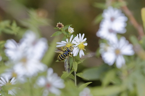Unknown species found near Cary, NC, USA