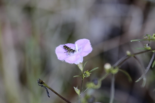 Unknown species found near Cary, NC, USA