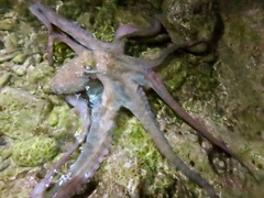 Octopus briareus