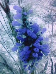 Clavelina puertosecensis