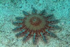 Acanthaster