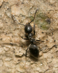 Technomyrmex albipes